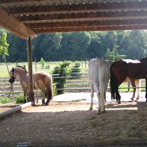 Reitstall Ulm Neu-Ulm Harzerhof Allwetterkoppeln ganzjährig