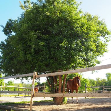 Reitstall Ulm Neu-Ulm Harzerhof Sandkoppeln ganzjährig