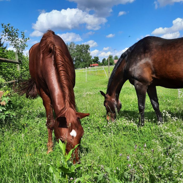 Reitstall Ulm Neu-Ulm Harzerhof Hengst